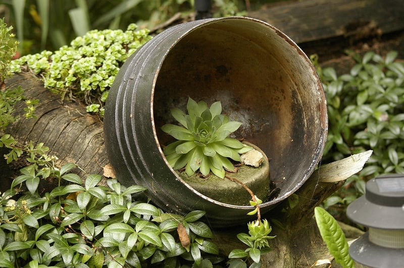 Plant Arrangement Ideas
