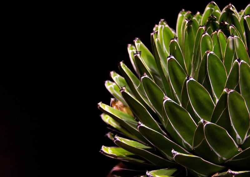 Succulent Wreath